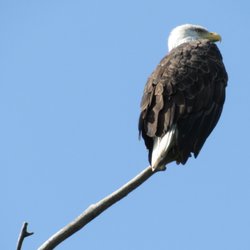 Johnny Panther Quests - Sometimes we drift right under eagles!