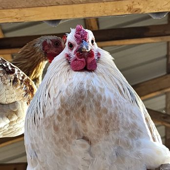Indiana Dinosaur Museum - Rooster who was mean-mugging us up at the barn - Children's Museums Near Me - South Bend, Indiana