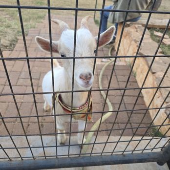 Spring Haven Farm - Farms Near Me - Chapel Hill, North Carolina