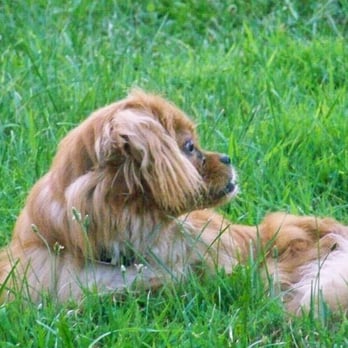 My-T-Fine Kennels - Pet Sitting Near Me - Delaware, Ohio My-T-Fine Kennels - Pet Sitting Near Me - Delaware, Ohio