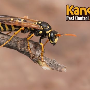 Kanga Pest Control - Pest Control Near Me - Canby, Oregon Kanga Pest Control - Pest Control Near Me - Canby, Oregon
