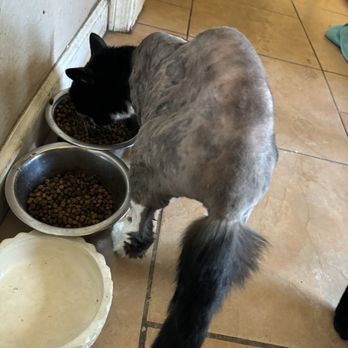 Blue Cat Grooming - Oreo after session with Blue Cat Grooming - Pet Groomers Near Me - Tucson, Arizona