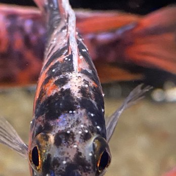 puppy toys interactive