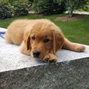 Evergreen Acres - Cooper, resting on a granite bench we built ! - Firewood Near Me - Campton, New Hampshire