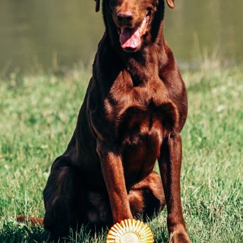 Marina District Pet Care - Dog Walkers Near Me - Tampa, Florida Marina District Pet Care - Dog Walkers Near Me - Tampa, Florida