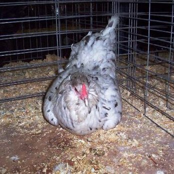 H and H Poultry - Pet Stores Near Me H and H Poultry - Pet Stores Near Me