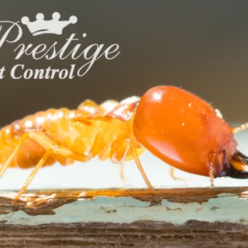 Prestige Pest Control - Pest Control Near Me - Pooler, Georgia Prestige Pest Control - Pest Control Near Me - Pooler, Georgia