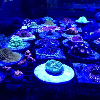 Exotic Ocean - LPS coral - Pet Stores Near Me - El Paso, Texas