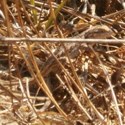lizard