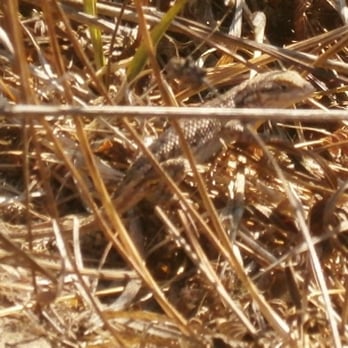 Phoenix Lake - lizard - Hiking Near Me - Ross, California