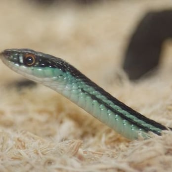 Phillips Park Zoo - Snake - Zoos Near Me - Aurora, Illinois