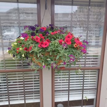 Slay's Nursery - Got my honey's colorful hanging plant up :-) - Nurseries & Gardening Near Me - Elberta, Alabama Slay's Nursery - Got my honey's colorful hanging plant up :-) - Nurseries & Gardening Near Me - Elberta, Alabama