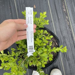 Anson Nursery
