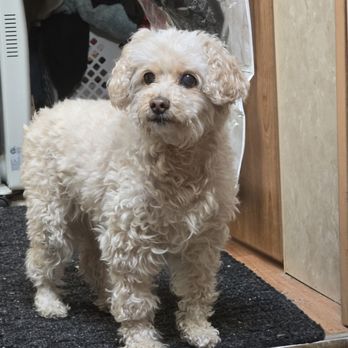 South Seattle Veterinary Hospital - Bella at 15 years old healthy and happy thanks to South Seattle Veterinary Hospital - Veterinarians Near Me - Seattle, Washington