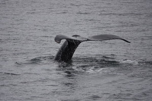 Alaskan Dream Cruises by null