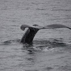 Alaskan Dream Cruises - Humpback whale fluke