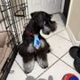 Photo of Tail Waggers Grooming