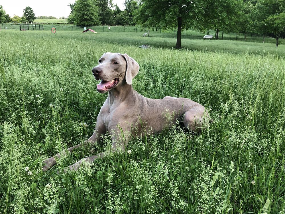 WORTHINGTON DOG PARK 31 Photos & 26 Reviews Dog Parks 8170