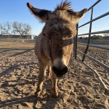 Calvary Farms - Attraction Farms Near Me - Adkins, Texas
