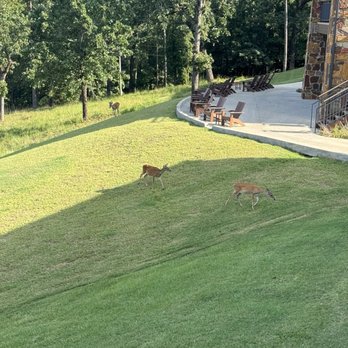Lakeview Lodge - Deer and patio - Resorts Near Me - Broken Bow, Oklahoma