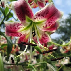 Schedel Arboretum & Gardens