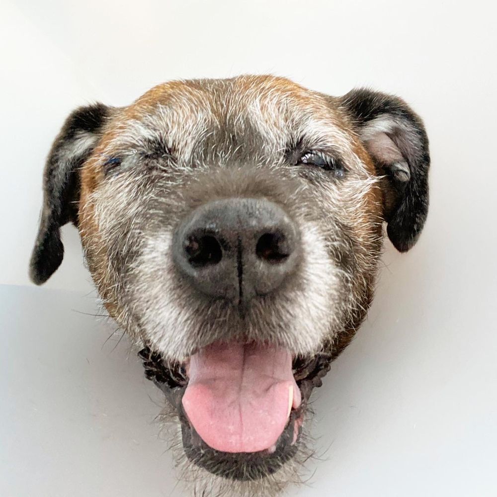 ANIMAL EYE VET Updated September 2024 267 Photos & 87 Reviews