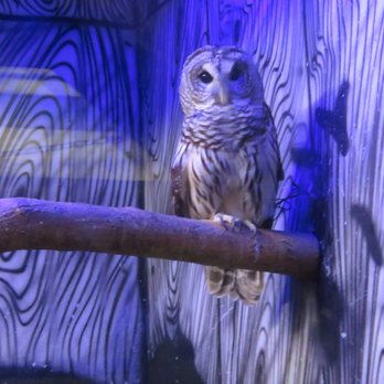 Cameron Park Zoo - Zoos Near Me - Waco, Texas Cameron Park Zoo - Zoos Near Me - Waco, Texas