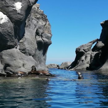Loreto Land and Sea Tours - Sea lions - Historical Tours Near Me - Loreto, BCS