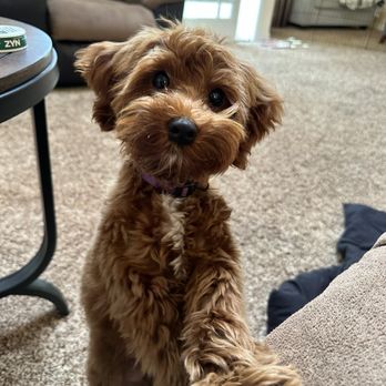 sunkissed doodles - Nate - Pet Breeders Near Me sunkissed doodles - Nate - Pet Breeders Near Me