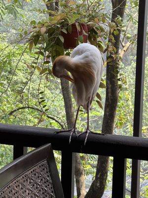 KL Bird Park by null