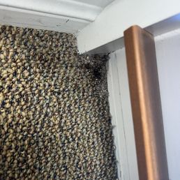 Ants in the waiting area and patient rooms Ants in the waiting area and patient rooms