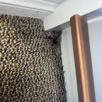 MD Now Urgent Care - Ants in the waiting area and patient rooms - Urgent Care Near Me - Miami, Florida MD Now Urgent Care - Ants in the waiting area and patient rooms - Urgent Care Near Me - Miami, Florida