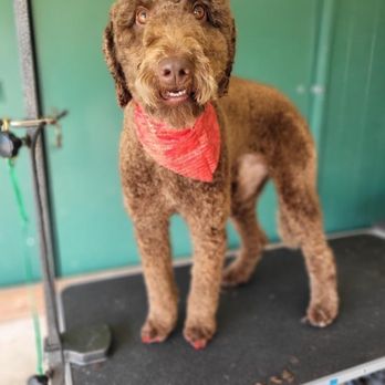 Andrea's K-9 Couture - Pet Groomers Near Me