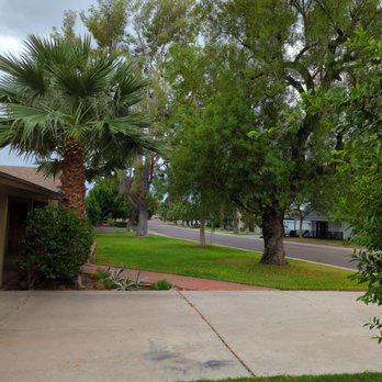 The Desert Arborist - Three large trees they maintain. - Tree Services Near Me