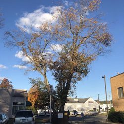 Tree Removal by Tom Mathews - Removal of lg. Cherry tree over Whitney Donut in Hamden. Before pic.