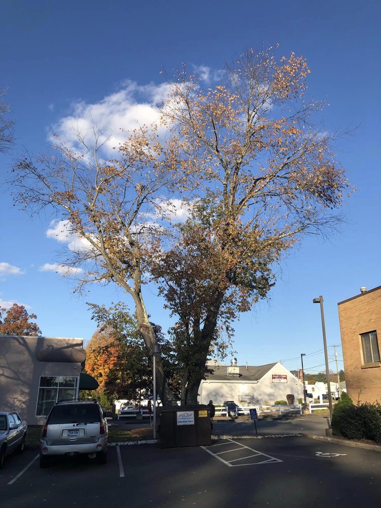 Tree Removal by Tom Mathews - tree service in Hamden, CT