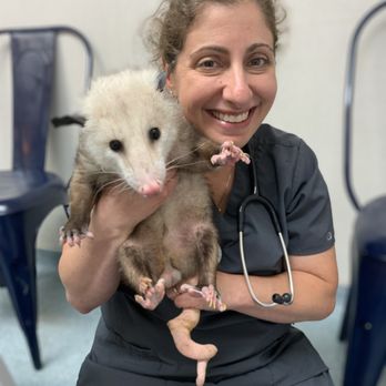 Baker Bristol Pet Hospital - Opossum - Veterinarians Near Me - Costa Mesa, California Baker Bristol Pet Hospital - Opossum - Veterinarians Near Me - Costa Mesa, California