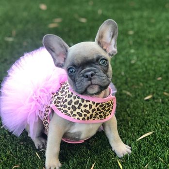Ocean Grown Bulldogs - Baby Lulu~Bean - Pet Breeders Near Me