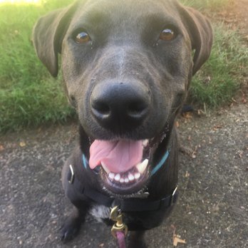 Sit Stay Fit - Pet Training Near Me - Portland, Oregon Sit Stay Fit - Pet Training Near Me - Portland, Oregon