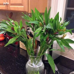 Bayside Floral Design - 50 blooms of Peruvian lilies