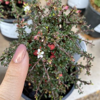 Thompson + Hanson - Nurseries & Gardening Near Me - Houston, Texas