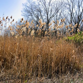 Oakhurst Forest Preserve - Parks Near Me - Aurora, Illinois Oakhurst Forest Preserve - Parks Near Me - Aurora, Illinois