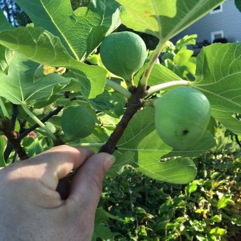 Trees of Antiquity LLC - Italian honey - Nurseries & Gardening Near Me - Paso Robles, California
