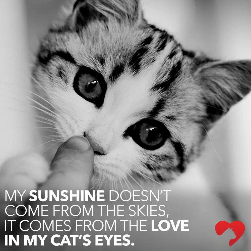 PARIS HILL CAT HOSPITAL Updated September 2024 12 Photos & 12