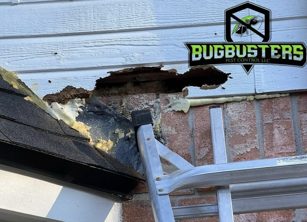 BUG BUSTERS PEST CONTROL SERVICES Updated July 2024 Request a Quote