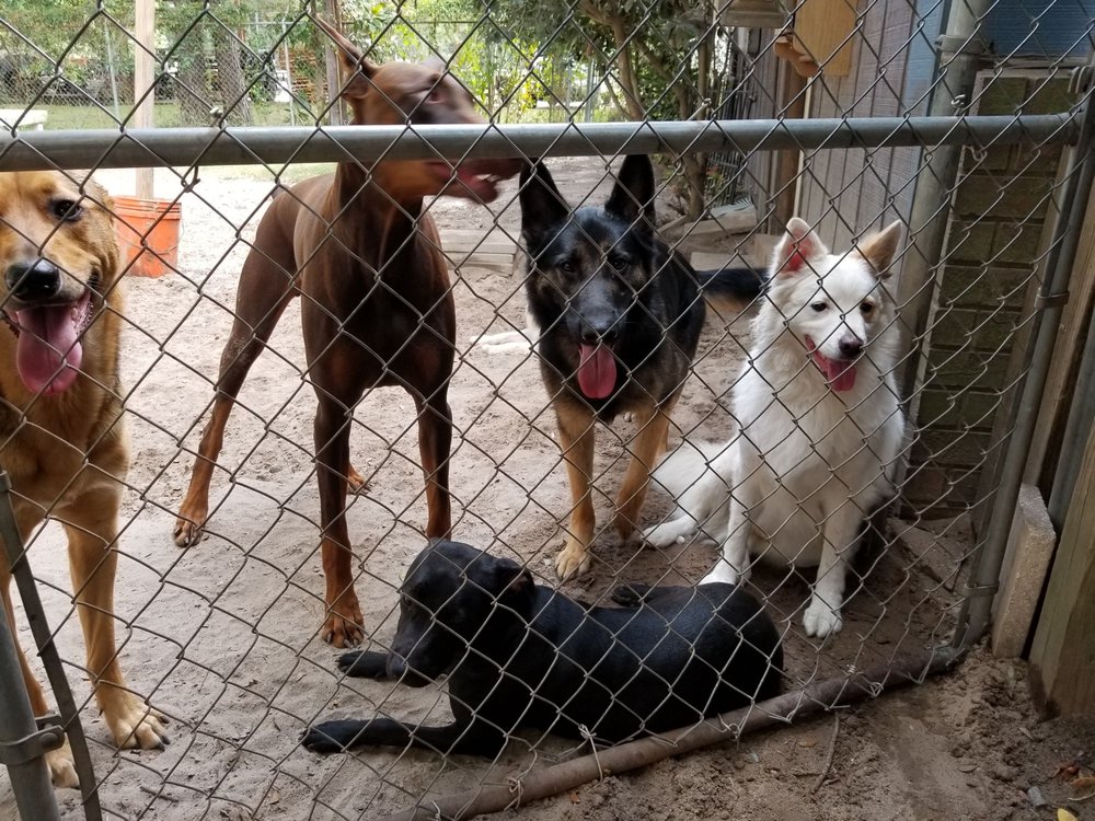 CRITTER SIT DOGGIE DAYCARE Updated September 2024 21 Photos 101