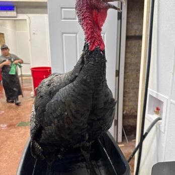 Aden Live Poultry - Meat Shops Near Me - Chicago, Illinois