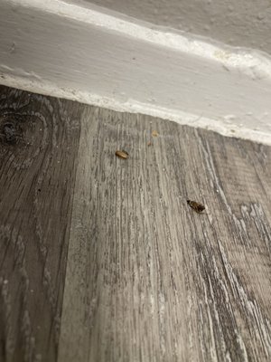 Idlewood Park Apartments