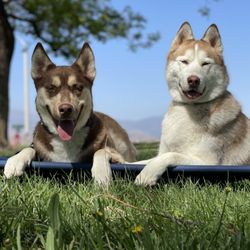 Patron K9 Academy - Huskies working on holding their "spot" commands