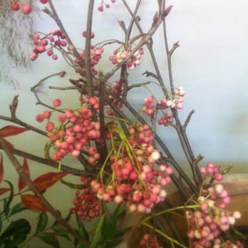 Arjan Flowers & Herbs - Blushing ash berries. - Florists Near Me - Oakland, California Arjan Flowers & Herbs - Blushing ash berries. - Florists Near Me - Oakland, California